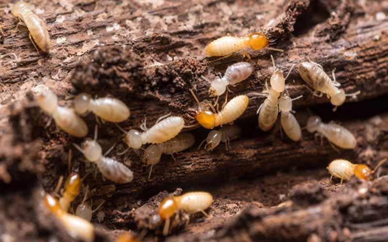 WDO/Termite Inspection